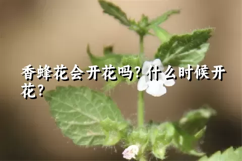 香蜂花会开花吗？什么时候开花？