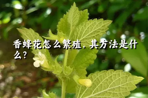 香蜂花怎么繁殖，其方法是什么？