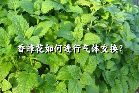 香蜂花如何进行气体交换？