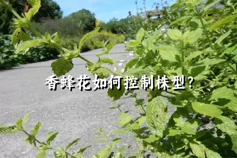 香蜂花如何控制株型？