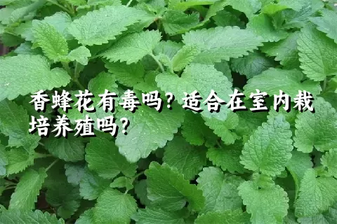 香蜂花有毒吗？适合在室内栽培养殖吗？