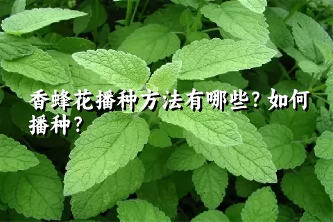 香蜂花播种方法有哪些？如何播种？