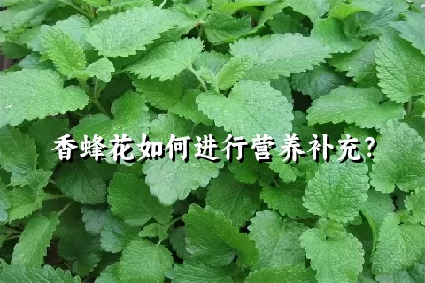 香蜂花如何进行营养补充？