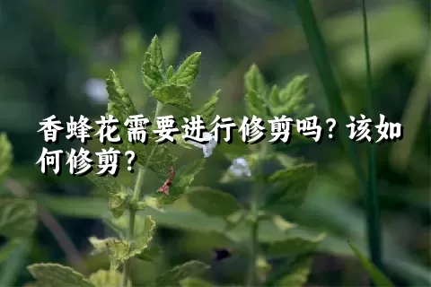 香蜂花需要进行修剪吗？该如何修剪？