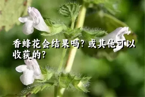 香蜂花会结果吗？或其他可以收获的？