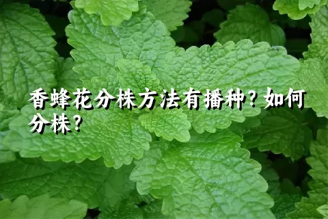 香蜂花分株方法有播种？如何分株？