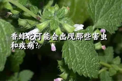 香蜂花可能会出现那些害虫和疾病？