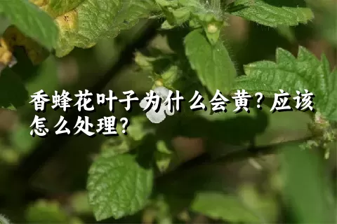 香蜂花叶子为什么会黄？应该怎么处理？