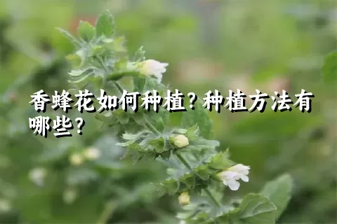 香蜂花如何种植？种植方法有哪些？