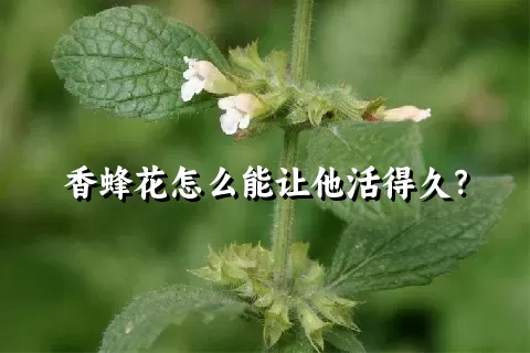 香蜂花怎么能让他活得久？