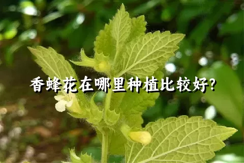 香蜂花在哪里种植比较好？