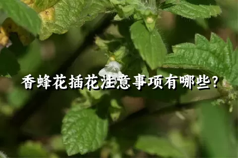 香蜂花插花注意事项有哪些？