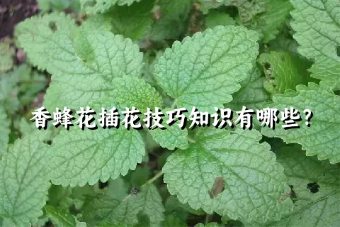 香蜂花插花技巧知识有哪些？