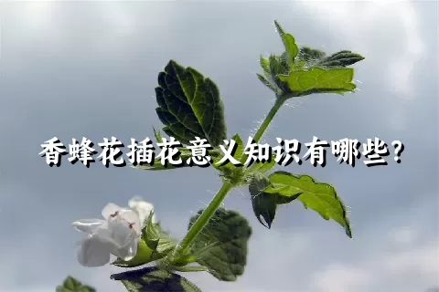 香蜂花插花意义知识有哪些？