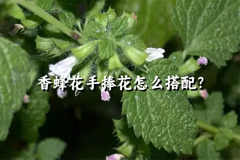 香蜂花手捧花怎么搭配？