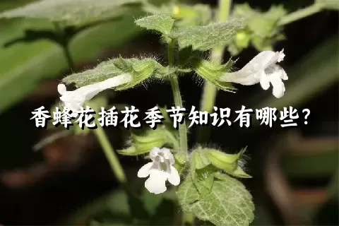 香蜂花插花季节知识有哪些？