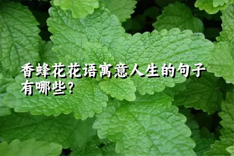 香蜂花花语寓意人生的句子有哪些？