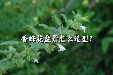 香蜂花盆景怎么造型？