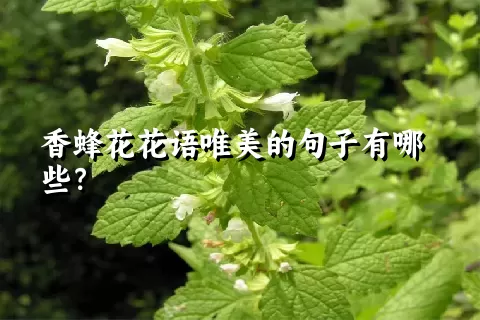 香蜂花花语唯美的句子有哪些？