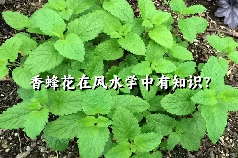 香蜂花在风水学中有知识？