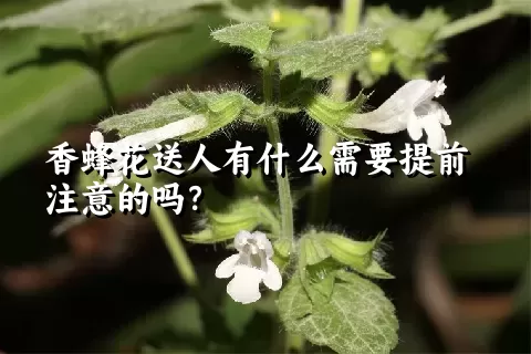 香蜂花送人有什么需要提前注意的吗？