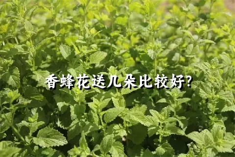 香蜂花送几朵比较好？