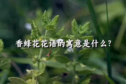 香蜂花花语的寓意是什么？