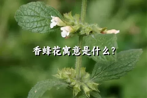 香蜂花寓意是什么？