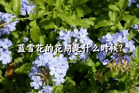 蓝雪花的花期是什么时候?