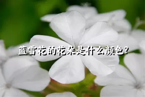 蓝雪花的花朵是什么颜色?