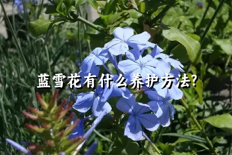 蓝雪花有什么养护方法?