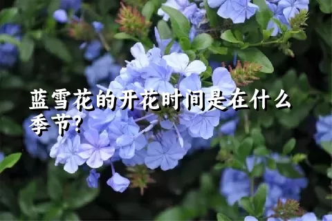 蓝雪花的开花时间是在什么季节?