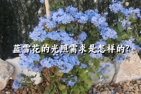 蓝雪花的光照需求是怎样的?