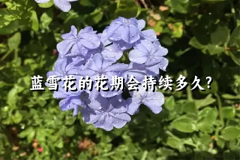 蓝雪花的花期会持续多久?