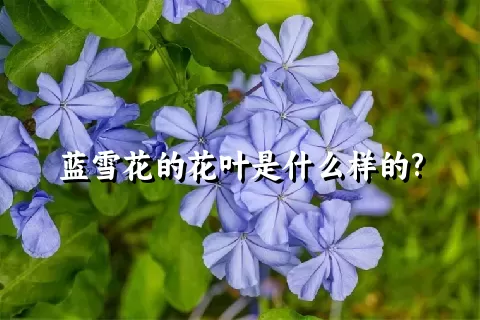 蓝雪花的花叶是什么样的?