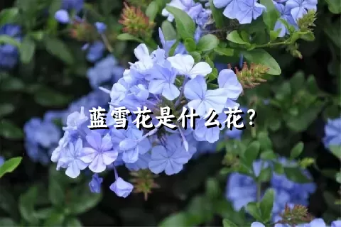 蓝雪花是什么花？