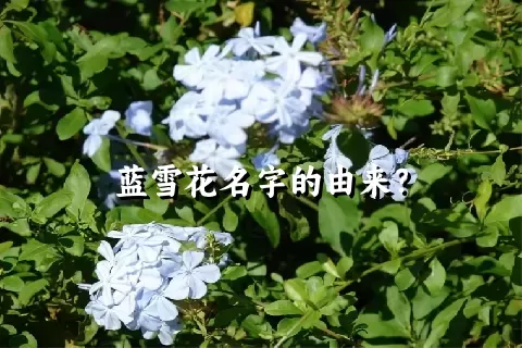 蓝雪花名字的由来？