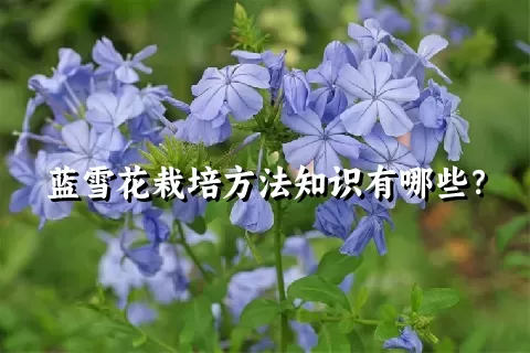 蓝雪花栽培方法知识有哪些？