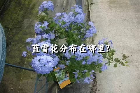 蓝雪花分布在哪里?