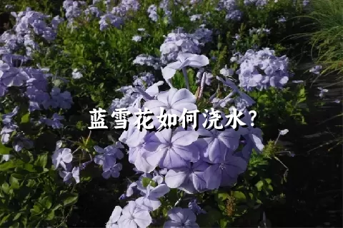 蓝雪花如何浇水？