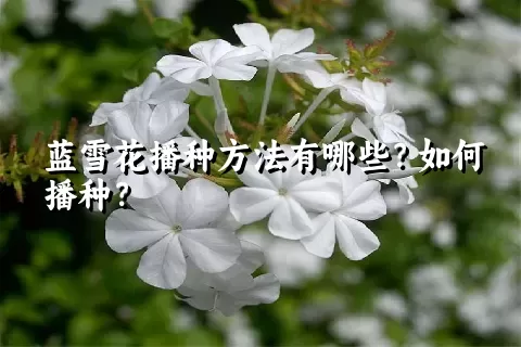 蓝雪花播种方法有哪些？如何播种？