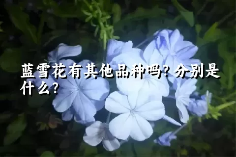 蓝雪花有其他品种吗？分别是什么？