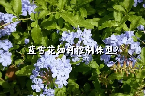 蓝雪花如何控制株型？