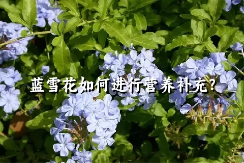 蓝雪花如何进行营养补充？