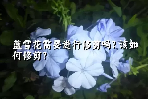 蓝雪花需要进行修剪吗？该如何修剪？