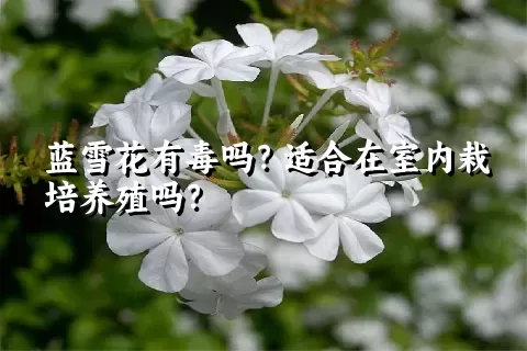 蓝雪花有毒吗？适合在室内栽培养殖吗？