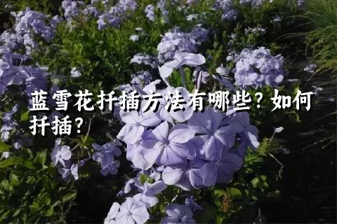 蓝雪花扦插方法有哪些？如何扦插？