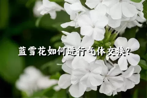 蓝雪花如何进行气体交换？