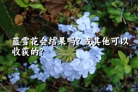 蓝雪花会结果吗？或其他可以收获的？