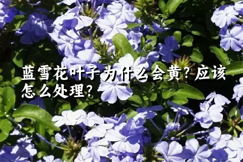 蓝雪花叶子为什么会黄？应该怎么处理？